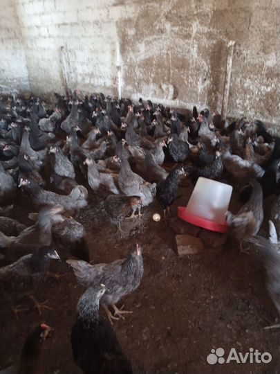 Куры молодка