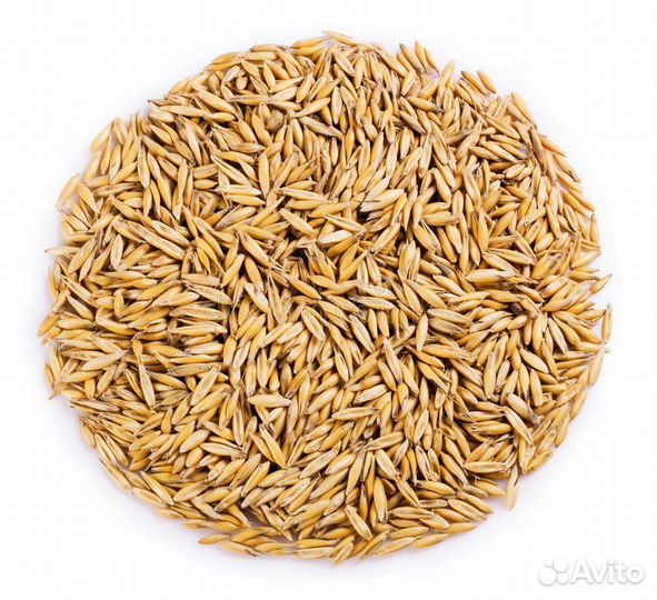 Овес чистый сухой