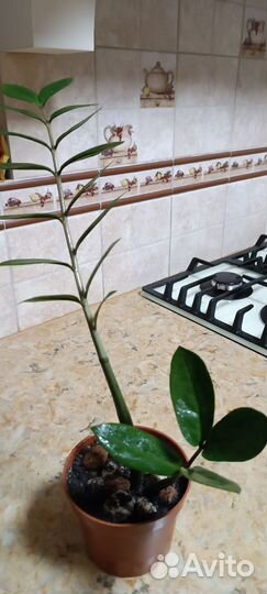 Замиокулькас