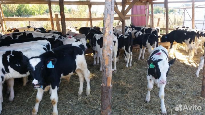 Телята (бычки)