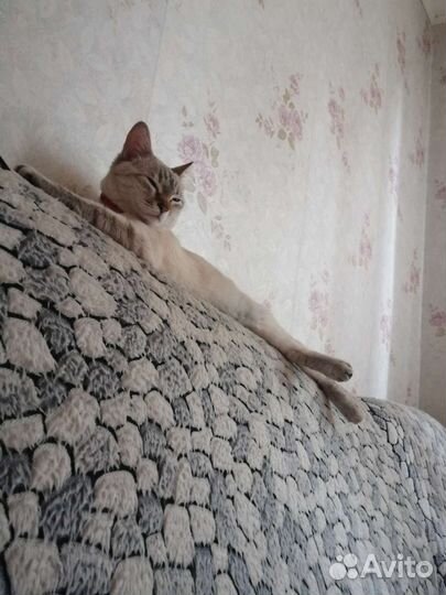 Кошка в дар бесплатно