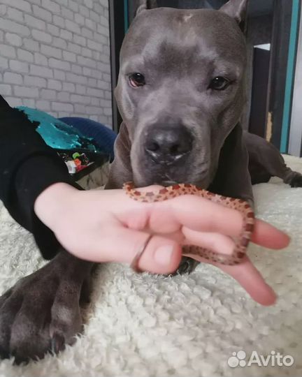 Передержка животных