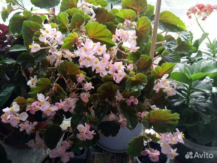 Бегония розовая вечноцветущая