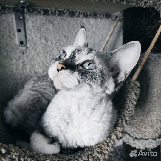 Кошка девон-рекс