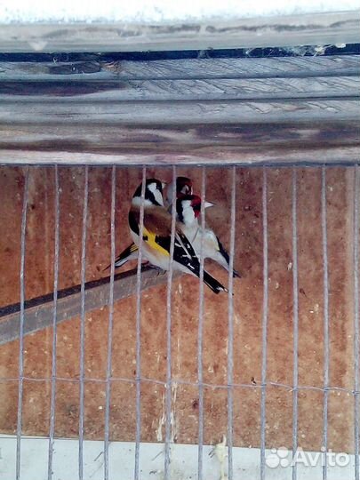 Лесные птицы