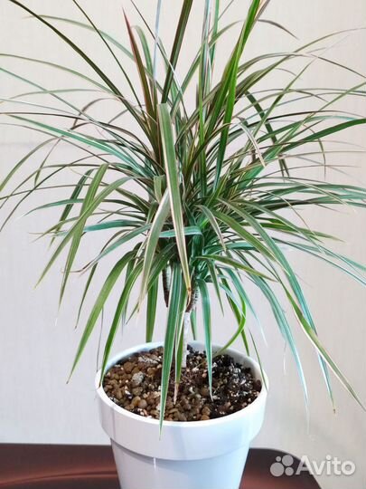 Драцена биколор