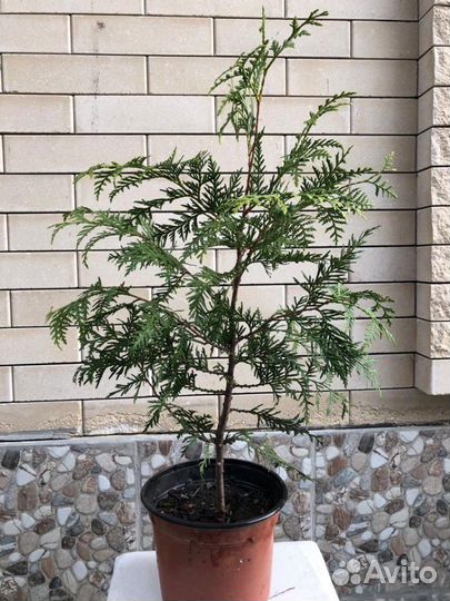 Продается Туя складчатая эксцельса