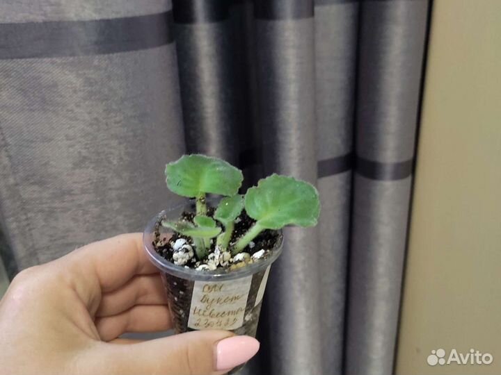 Укоренённый лист фиалки с детками