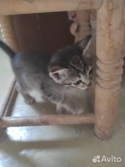 Милые котята