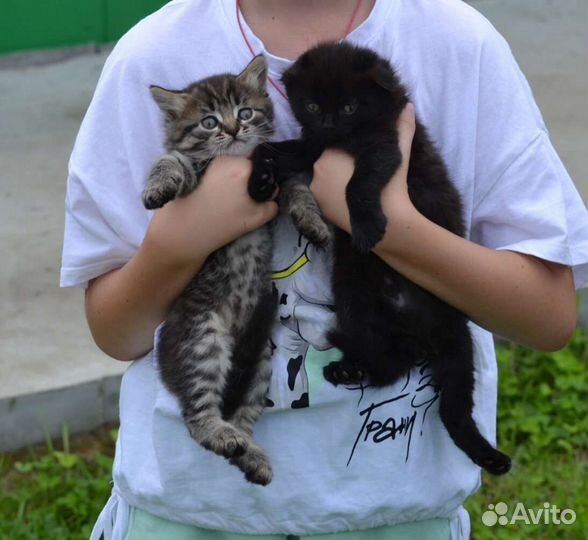 Британская вислоухая кошка