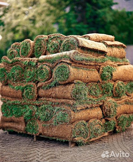 Теневыносливый рулонный газон. Укладка с гарантией