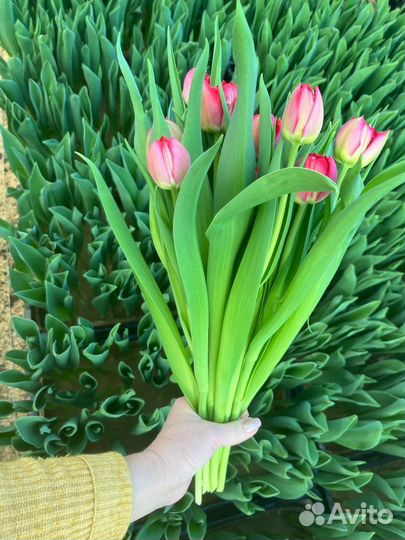 Тюльпаны от производителя
