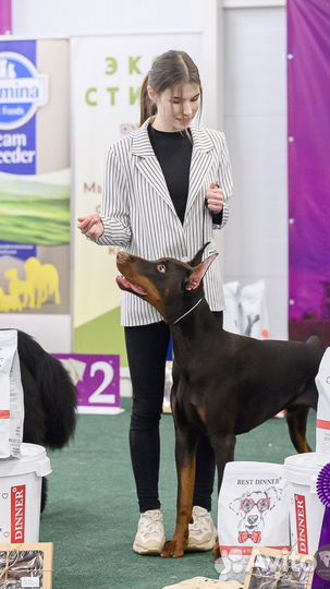 Доберман для фотосесси