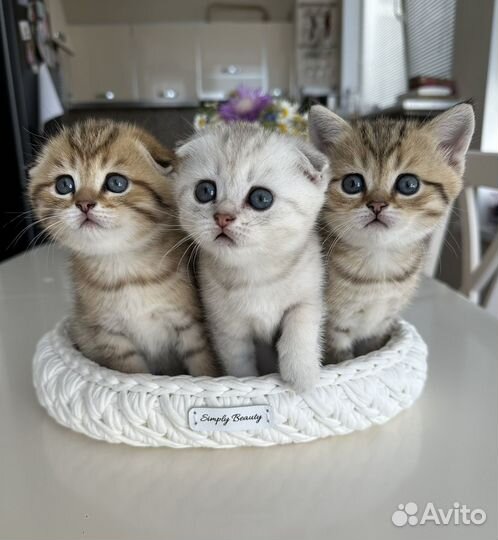 Котята шотландская вислоухая