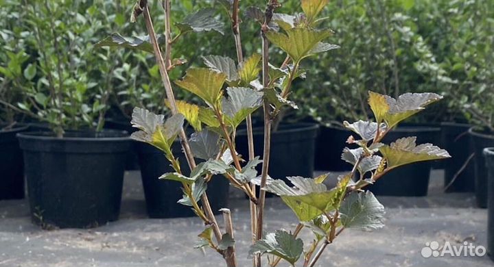 Пузыреплодник оптом