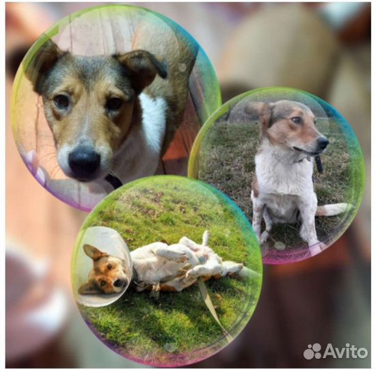 Собака Софа