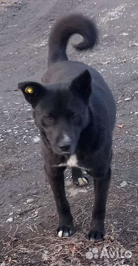 Щенок подросток охранник