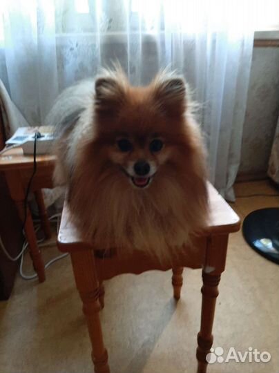 Померанский шпиц вязка кобель