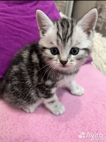 Котенок