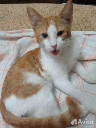 Котенок рыжий мальчик в дар добрые руки