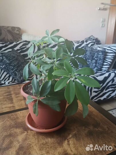 Толстянка, шефлера