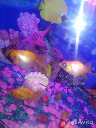 Золотые рыбки