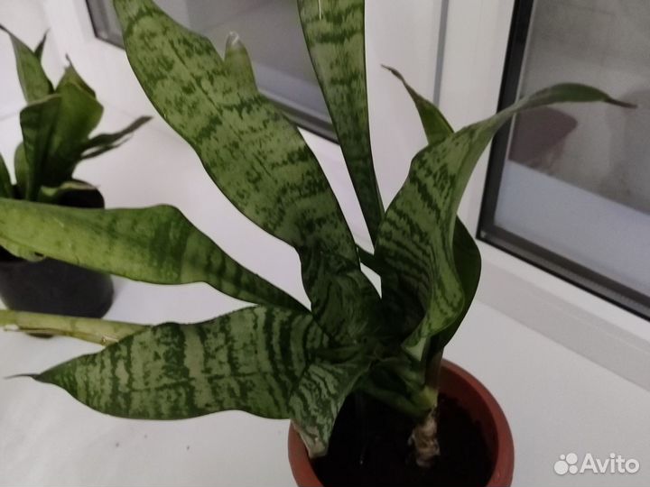 Сансевиерия