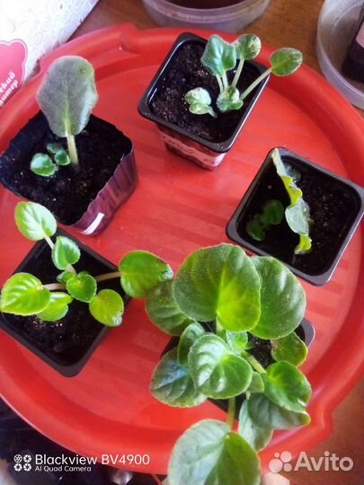 Листья сортовых фиалок, укорененные набор