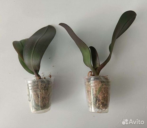 Орхидея подростки 1.7 Jiuhbao Angel peloric