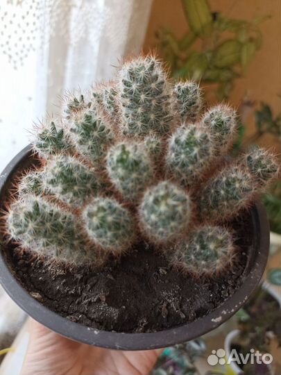 Кактус