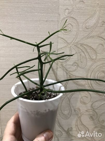 Молочай тирукалли