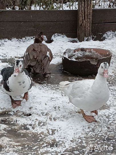 Мускусные утки