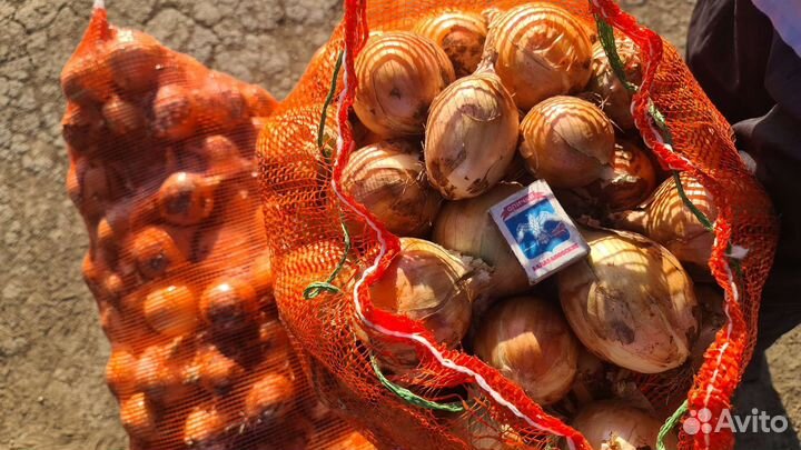 Продам лук Оптом