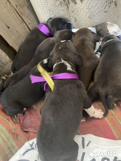 Питамстафф