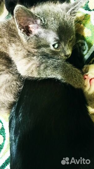 Отдам кота в добрые руки