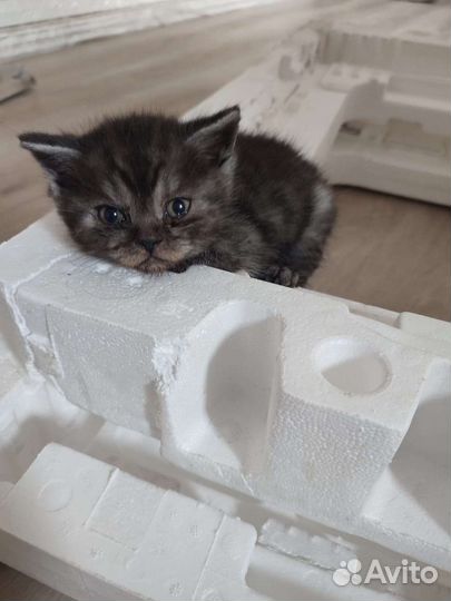 Британский котёнок