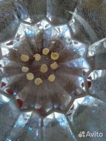 Острый перчик,семена в стручках