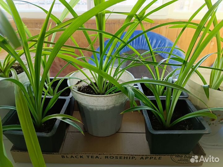 Хлорофитум