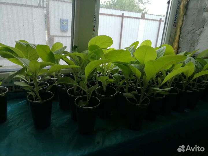 Рассада табака