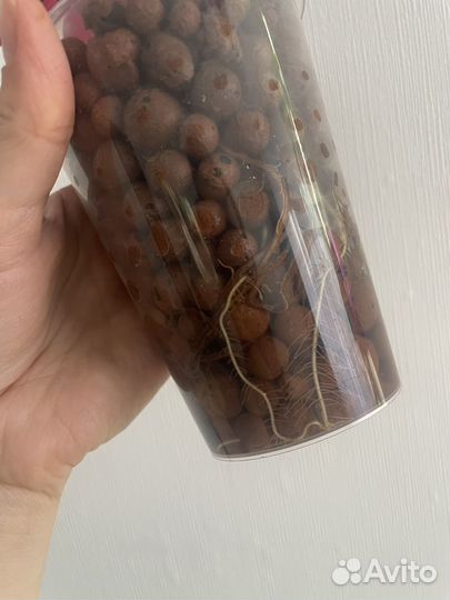 Строманта триколор