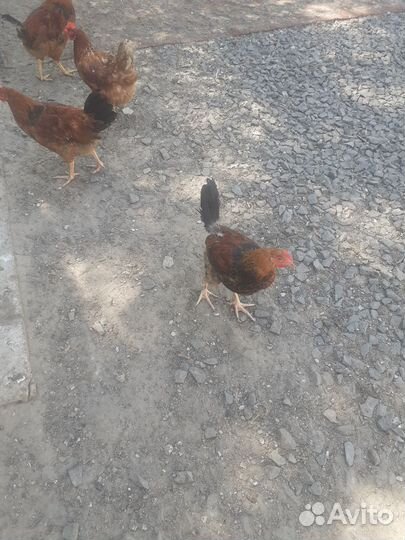 Петухи