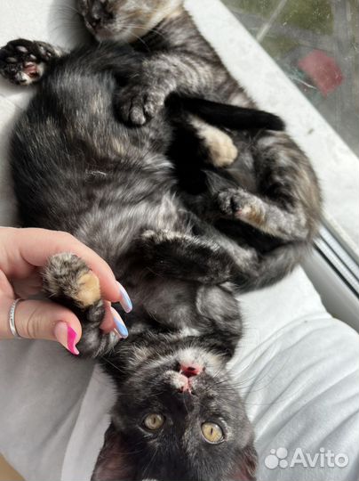 Котята в добрые руки даром