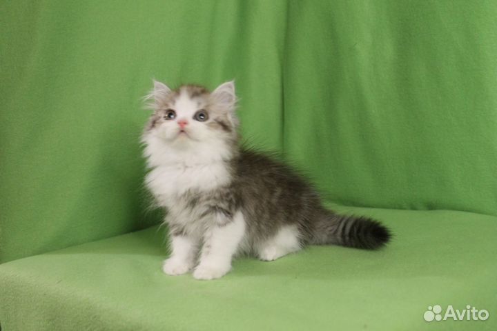 Шотландский красавчик хайленд страйт