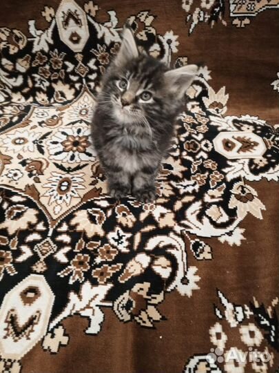 Котята мейн-кун