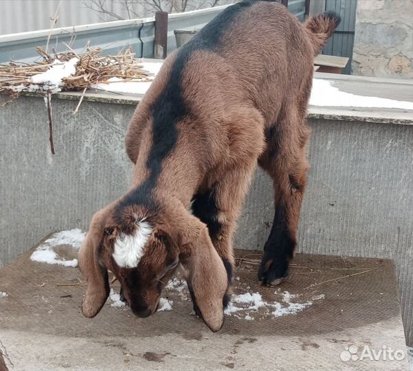 Нубийские козлята