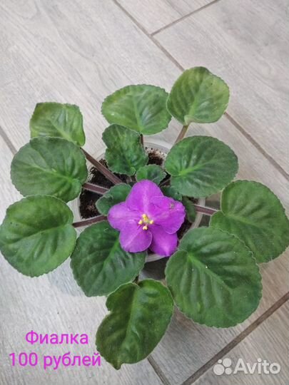 Комнатные цветы