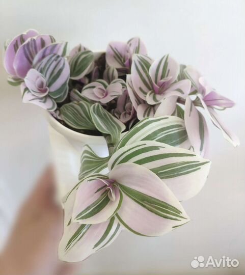 Традесканция сортовая Розовый холм, Альба