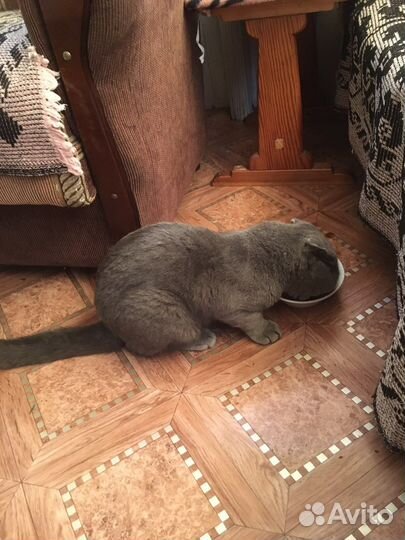 Шотландский кот