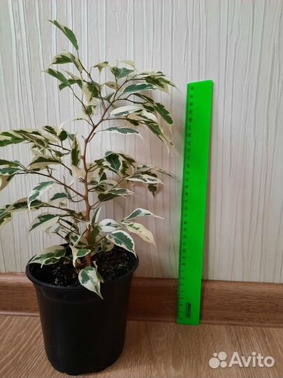 Фикус бенджамина пестролистный