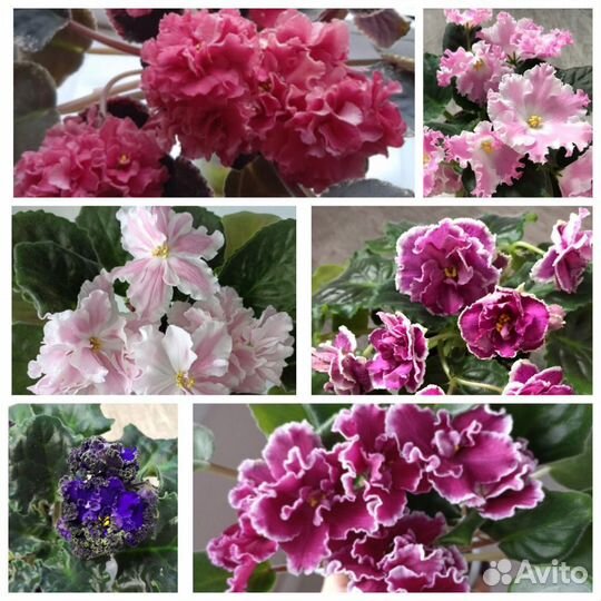 Сортовые фиалки